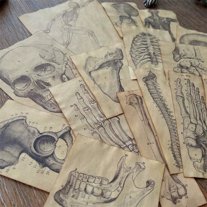 Vintage Coffee Dyed Paper Pack Human Anatomy Skeleton Ephemera Junk Journal Collage Scrapbook Material
