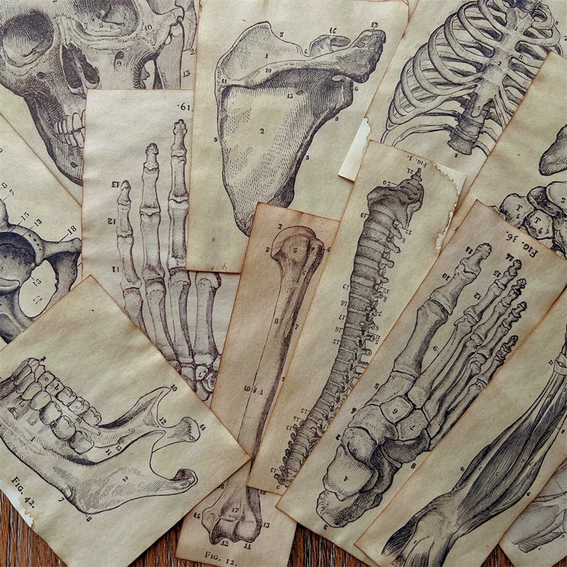 Vintage Coffee Dyed Paper Pack Human Anatomy Skeleton Ephemera Junk Journal Collage Scrapbook Material