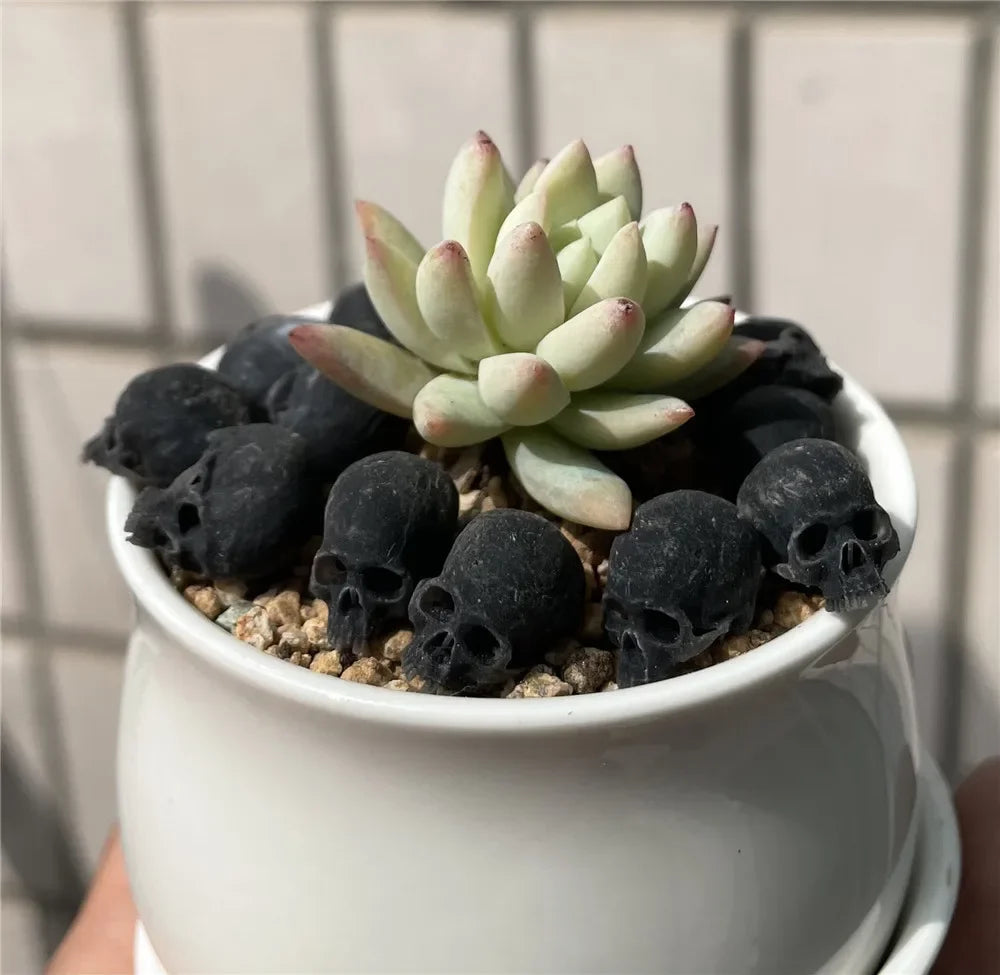 Dollhouse Skull Decor Halloween — main view