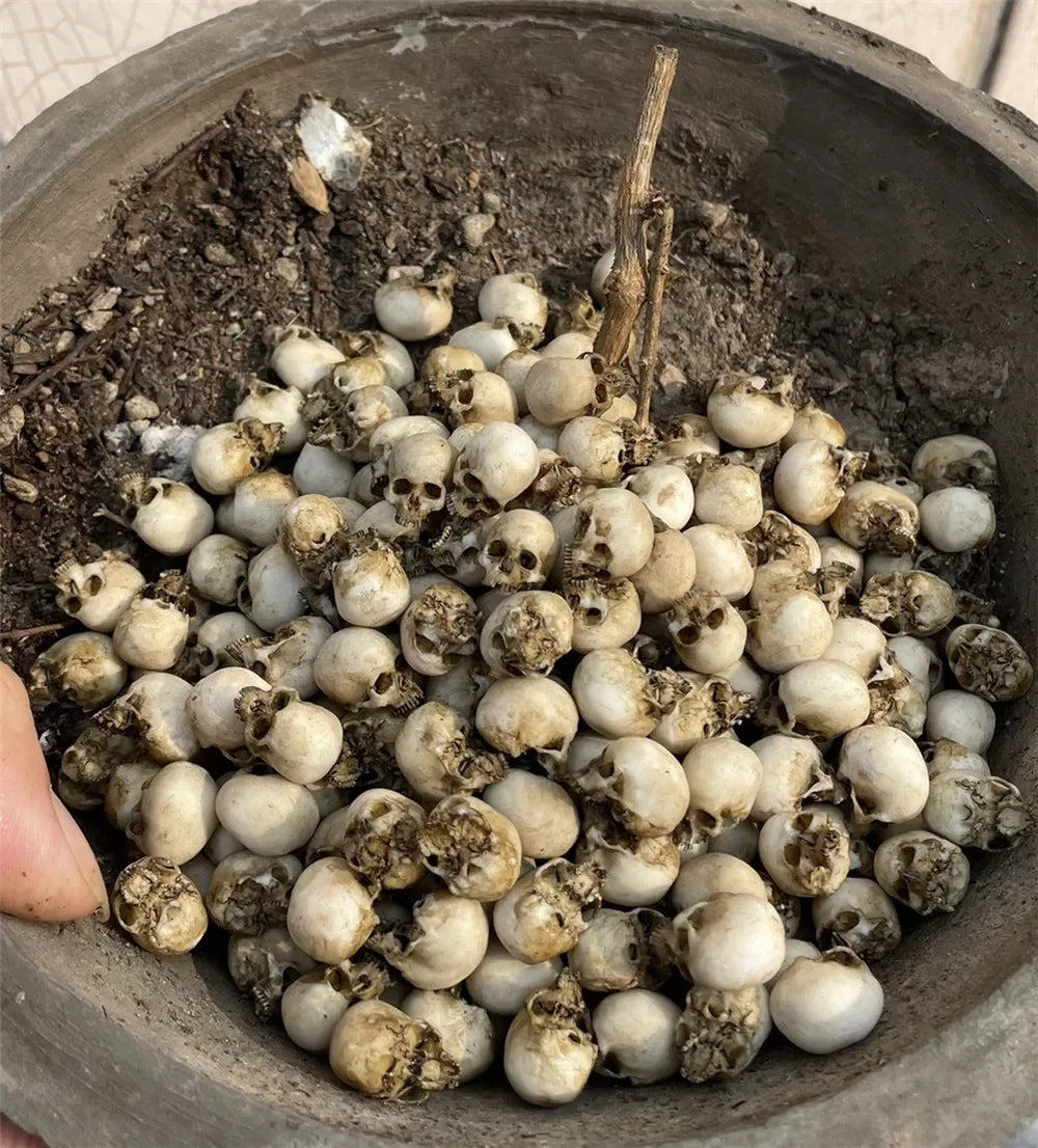 Dollhouse Skull Decor Halloween — angled close-up