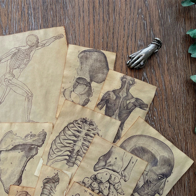 Vintage Coffee Dyed Paper Pack Human Anatomy Skeleton Ephemera Junk Journal Collage Scrapbook Material