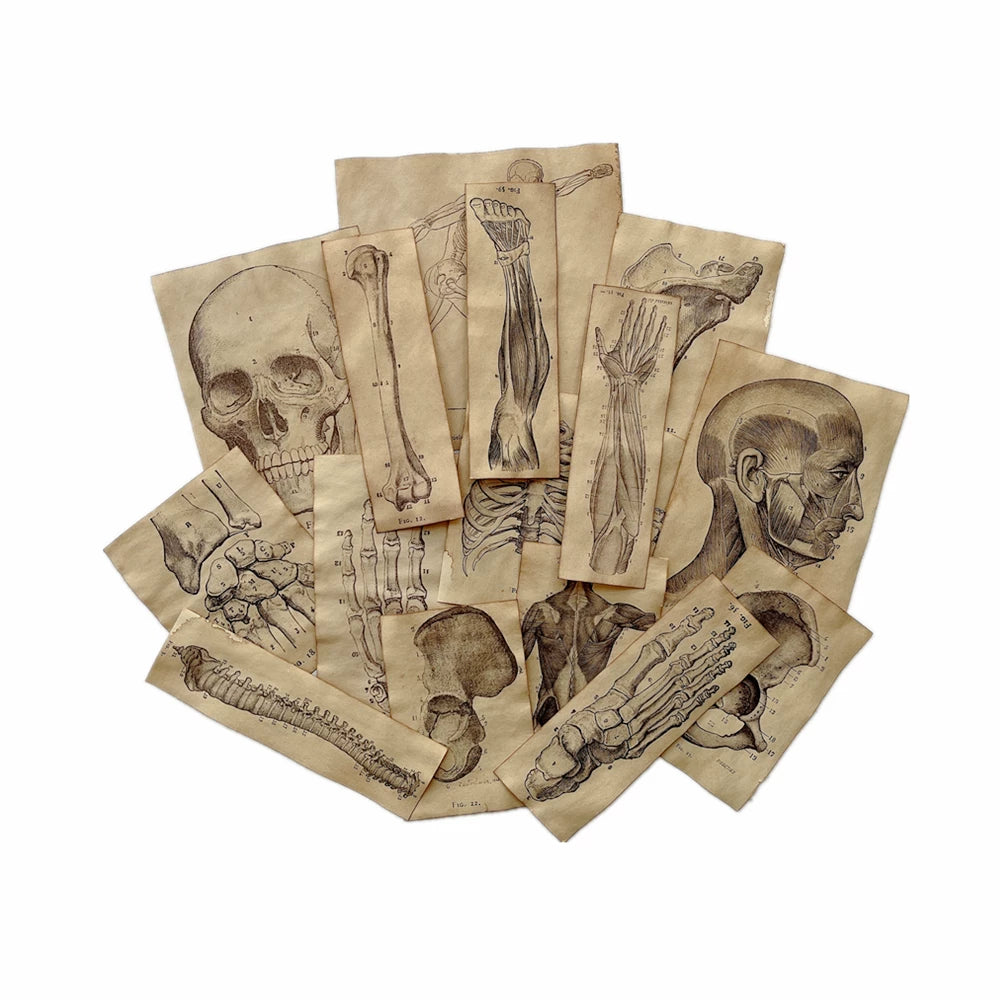 Vintage Coffee Dyed Paper Pack Human Anatomy Skeleton Ephemera Junk Journal Collage Scrapbook Material